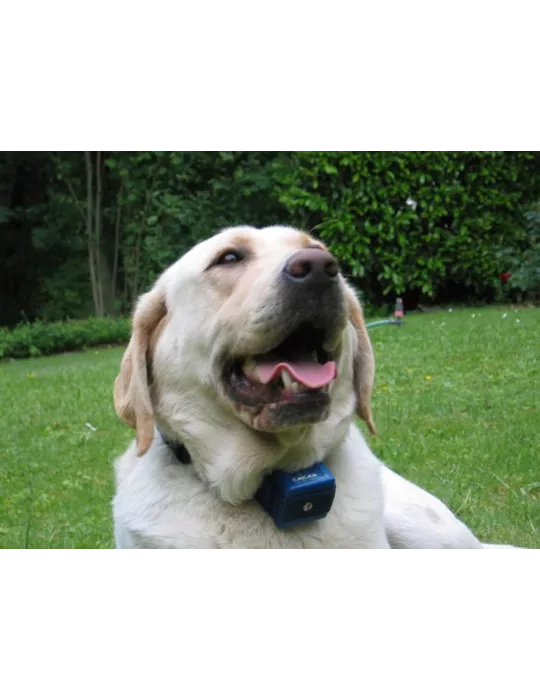 Collier anti-aboiement Canicalm