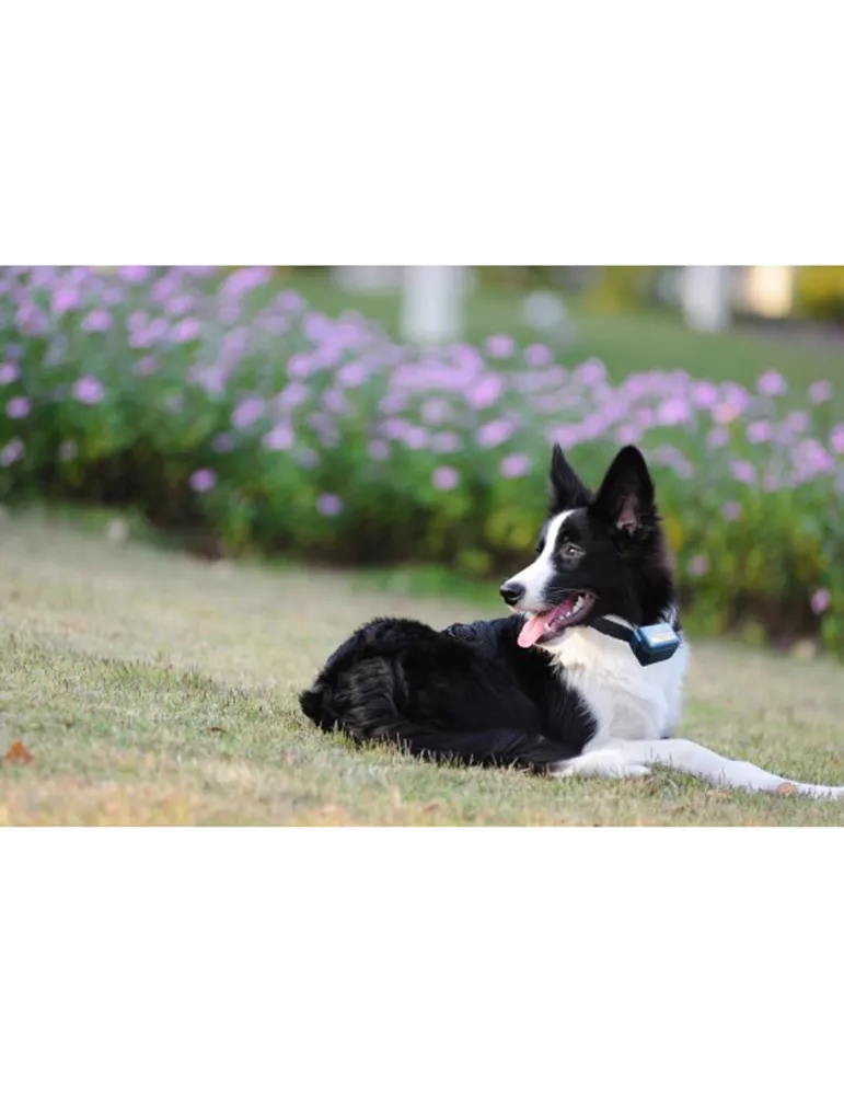 Collier anti-aboiement Canicalm