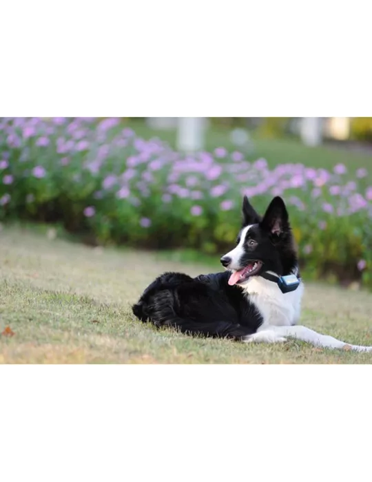 Collier anti-aboiement Canicalm